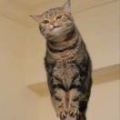 Meow：